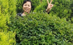 2019最新香蕉在线